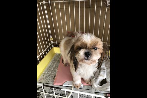 販売中のシーズーの親犬