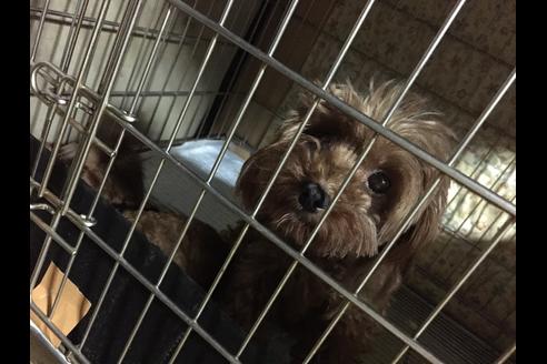 販売中のトイプードルの親犬