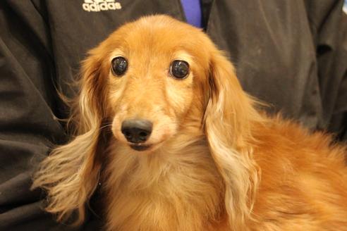 販売中のカニンヘンダックスフンド(ロングヘアード)の親犬