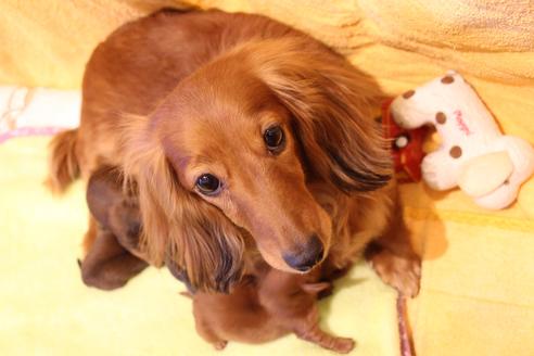 販売中のカニンヘンダックスフンド(ロングヘアード)の親犬