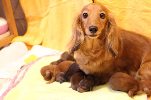 販売中のカニンヘンダックスフンド(ロングヘアード)の親犬