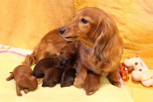 販売中のカニンヘンダックスフンド(ロングヘアード)の親犬