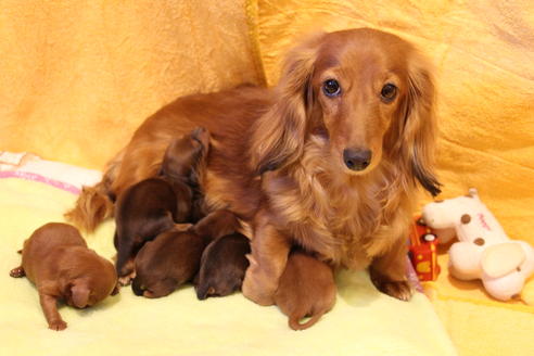 販売中のカニンヘンダックスフンド(ロングヘアード)の親犬