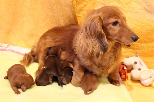 販売中のカニンヘンダックスフンド(ロングヘアード)の親犬