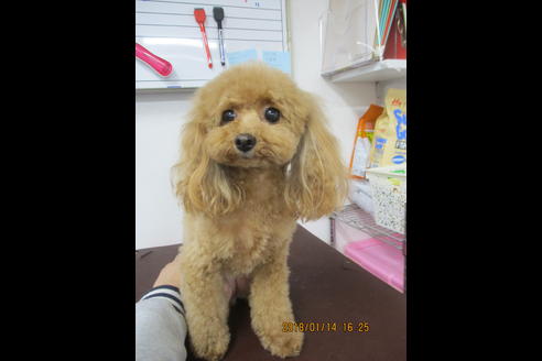 販売中のタイニープードルの親犬