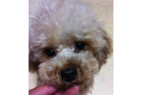 販売中のティーカッププードルの親犬