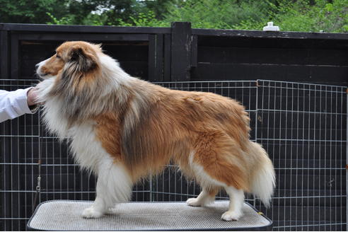 販売中のシェットランドシープドッグ(シェルティ)の親犬