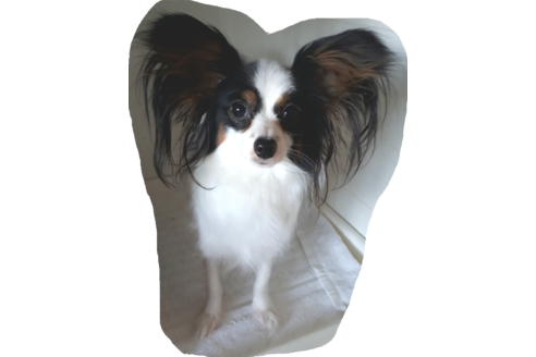 販売中のパピヨンの親犬