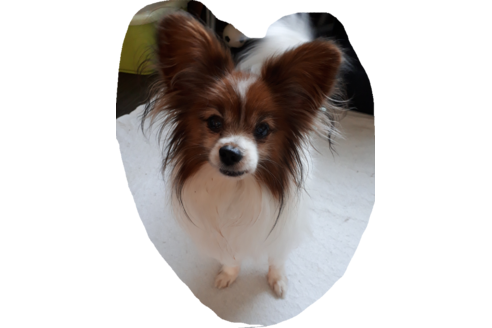 販売中のパピヨンの親犬