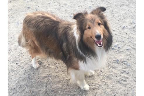 販売中のシェットランドシープドッグ(シェルティ)の親犬