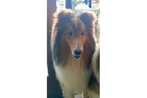販売中のシェットランドシープドッグ(シェルティ)の親犬