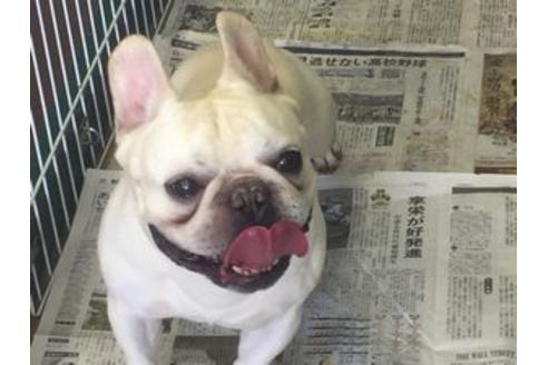 販売中のフレンチブルドッグの親犬