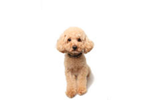販売中のティーカッププードルの親犬