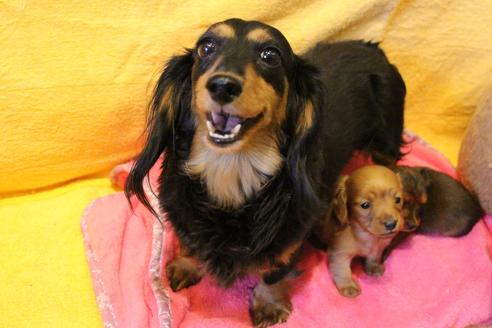 販売中のカニンヘンダックスフンド(ロングヘアード)の親犬