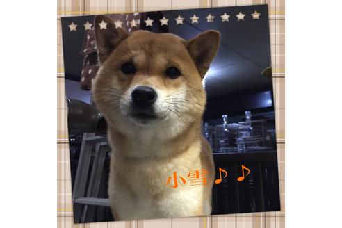 販売中の豆柴の親犬
