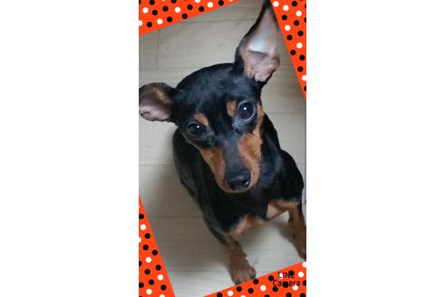 販売中のミニチュアピンシャー(ミニピン)の親犬