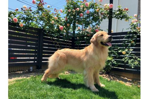 販売中のゴールデンレトリーバーの親犬