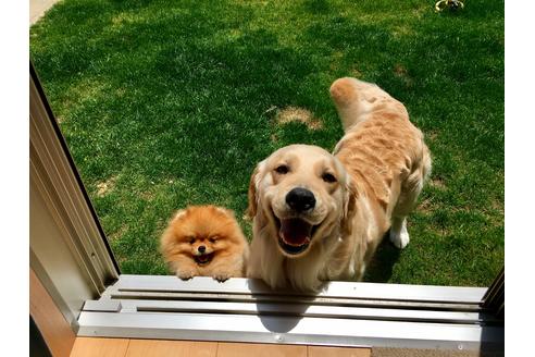 販売中のゴールデンレトリーバーの親犬