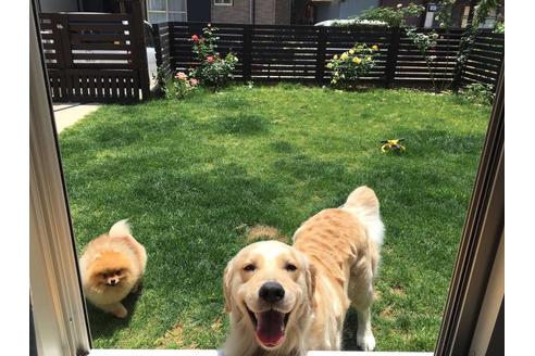 販売中のゴールデンレトリーバーの親犬