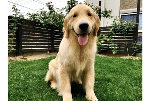 販売中のゴールデンレトリーバーの親犬