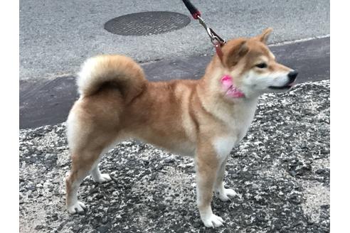 販売中の柴犬の親犬