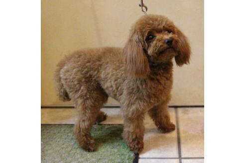 販売中のティーカッププードルの親犬