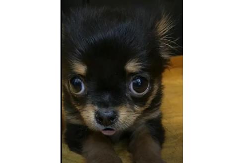 販売中のチワワ(ロングコート)の親犬