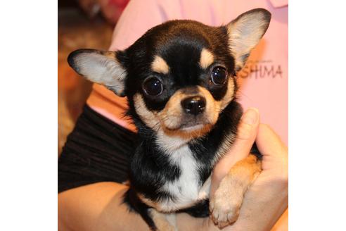 販売中のチワワ(ロングコート)の親犬