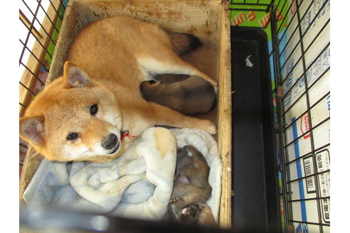 販売中の柴犬の親犬