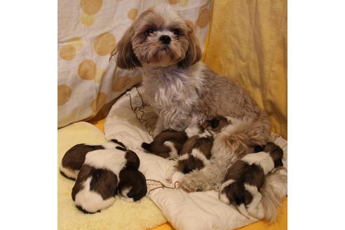 販売中のシーズーの親犬