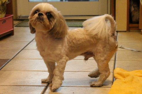 販売中のシーズーの親犬