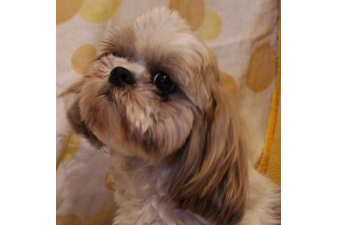 販売中のシーズーの親犬