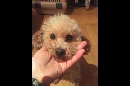 販売中のトイプードルの親犬