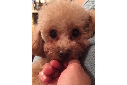 販売中のトイプードルの親犬
