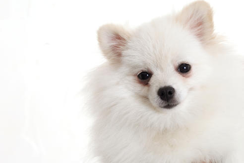 販売中のポメラニアンの親犬