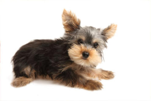 販売中のヨープー:ヨークシャーテリア×トイプードルの親犬