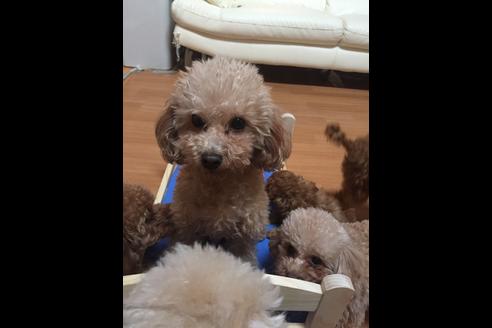 販売中のトイプードルの親犬