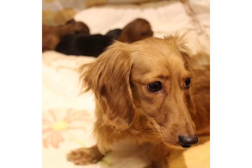 販売中のカニンヘンダックスフンド(ロングヘアード)の親犬