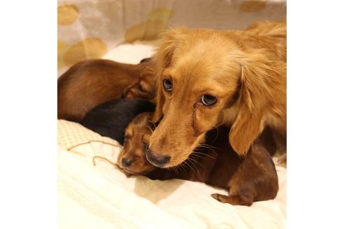 販売中のカニンヘンダックスフンド(ロングヘアード)の親犬
