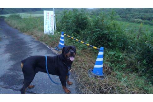 販売中のロットワイラーの親犬