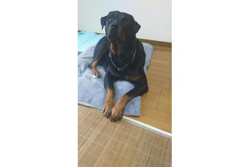 販売中のロットワイラーの親犬