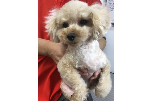 販売中のティーカッププードルの親犬
