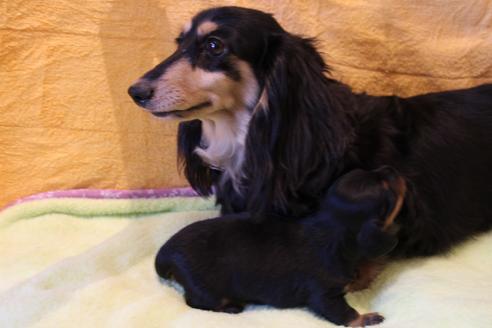 販売中のカニンヘンダックスフンド(ロングヘアード)の親犬