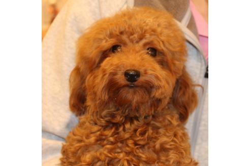 販売中のトイプードルの親犬