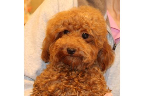 販売中のトイプードルの親犬