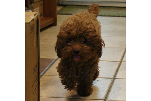 販売中のトイプードルの親犬