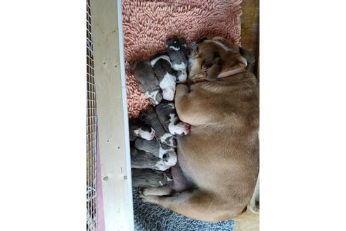 販売中のブルドッグの親犬