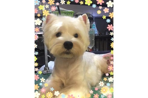 販売中のウエストハイランドホワイトテリア(ウエスティ)の親犬
