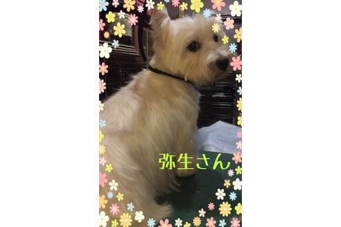 販売中のウエストハイランドホワイトテリア(ウエスティ)の親犬
