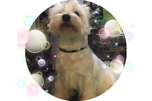販売中のウエストハイランドホワイトテリア(ウエスティ)の親犬